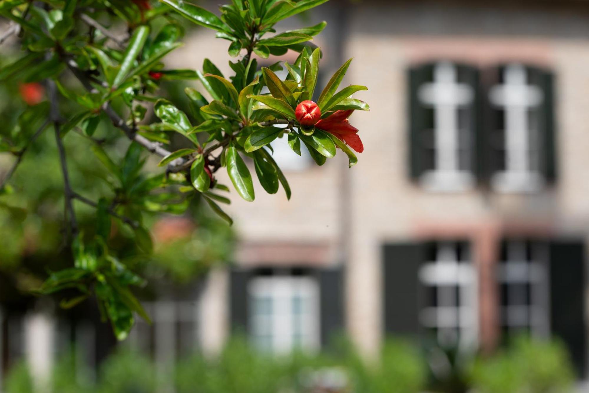 Villa Rappis Imperia Buitenkant foto